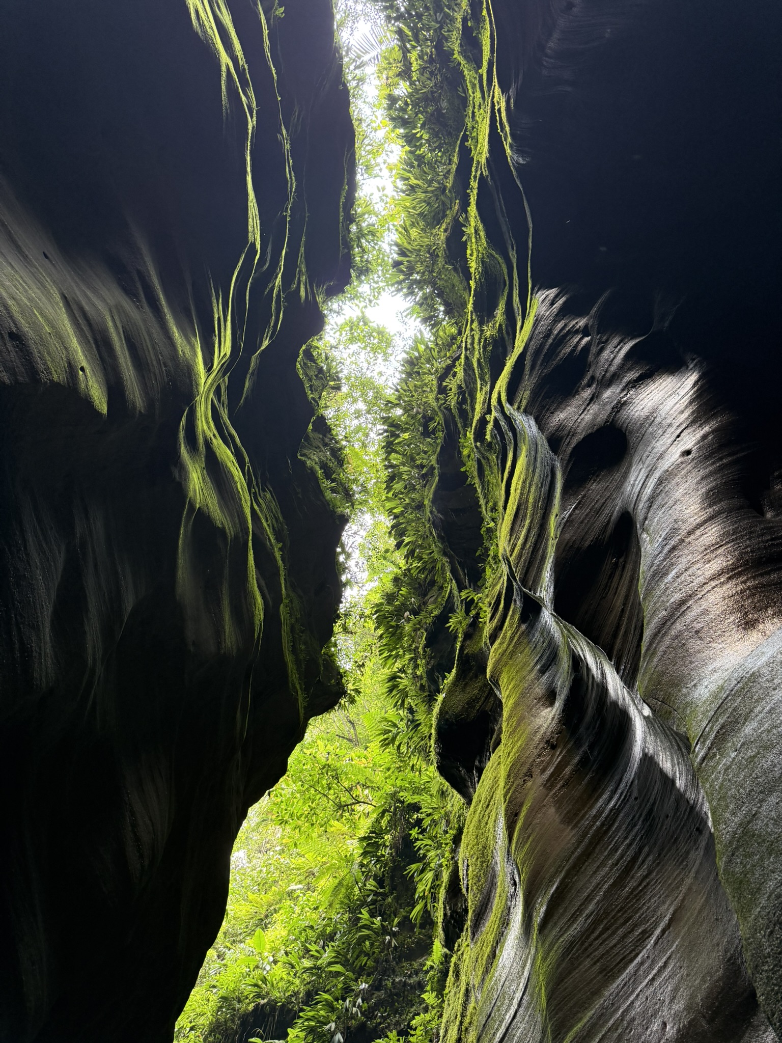 Vía ferrata Bosques de Camaxagua bosque inexplorado Mesetas